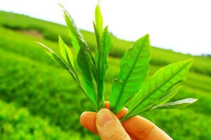 Image result for Phytonutrients of green tea